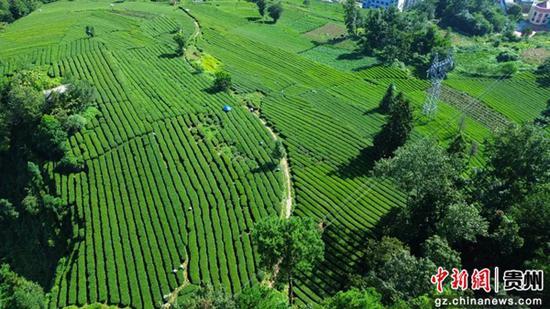 新景镇茶园
