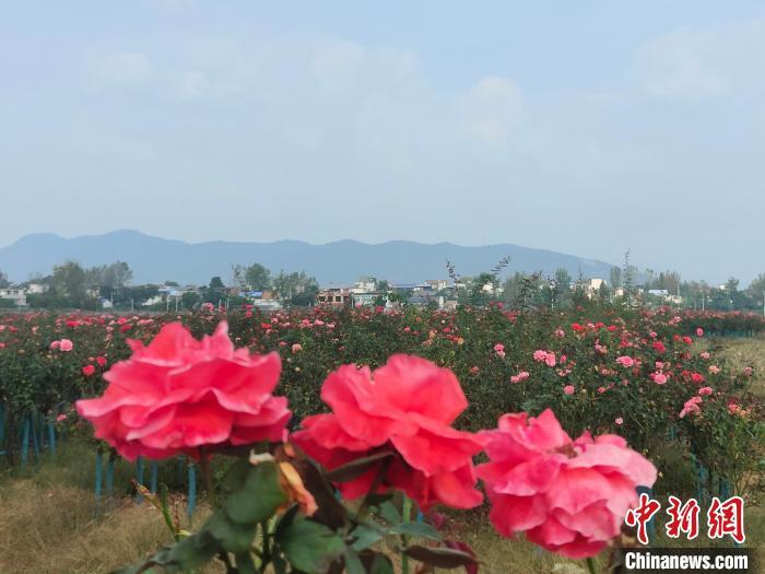 图为内乡县的月季花种植基地。杨大勇摄