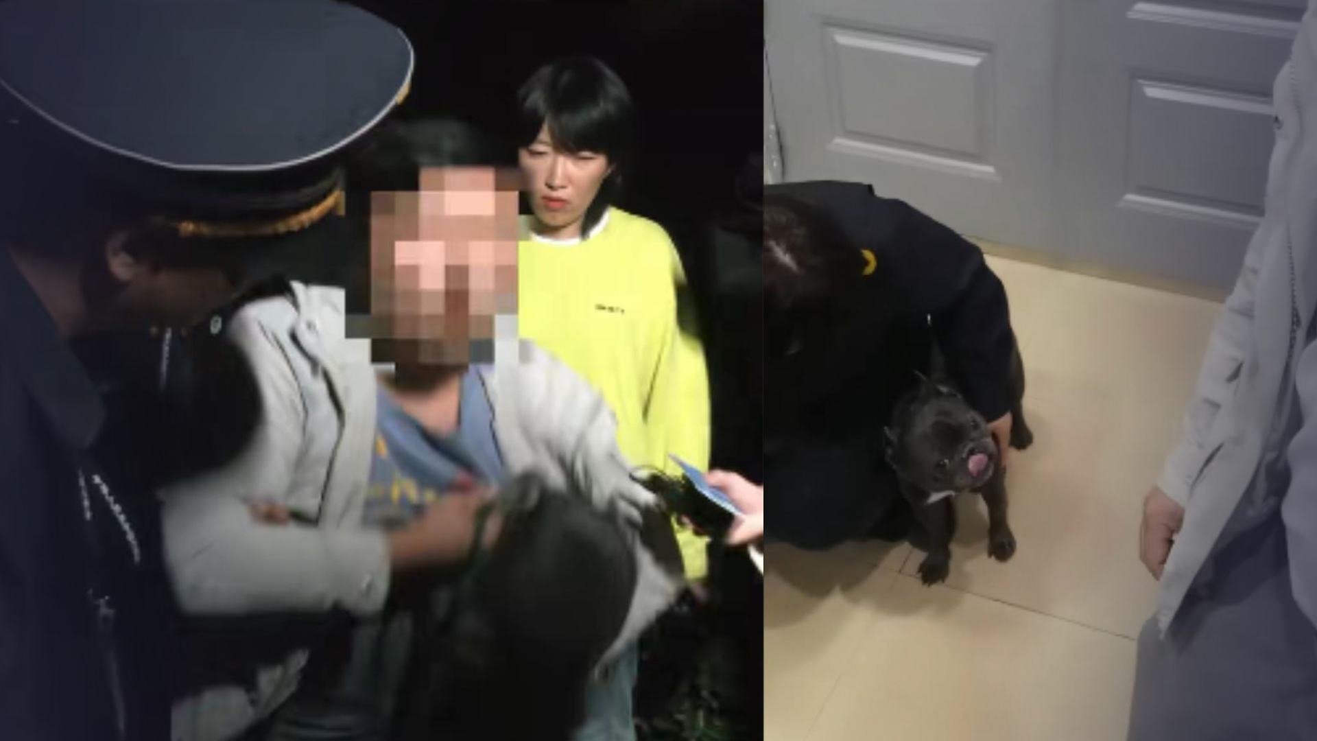 河南郑州被抓法斗的主人发视频报平安：狗狗目前很健康，已经安全回家了