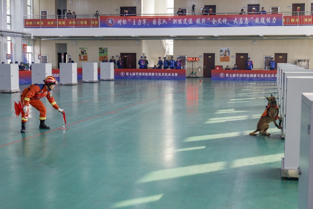 甘肃消防训导员宋玉与搜救犬巴克参加箱体搜救科目竞赛
