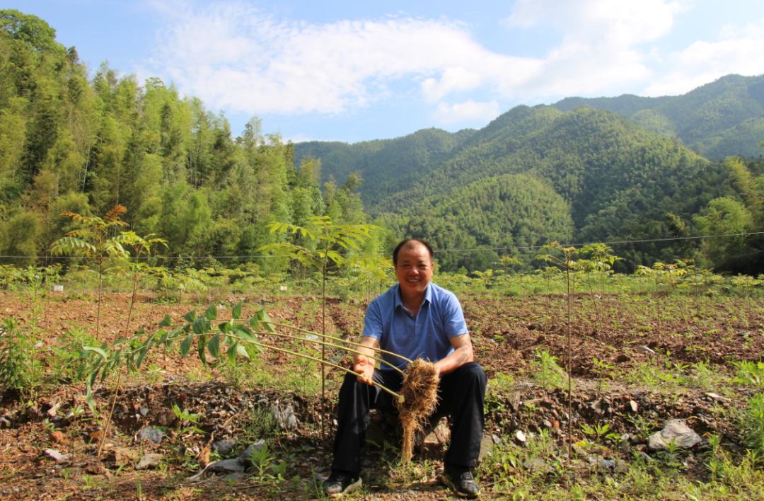 江西铜鼓黄精基地图片