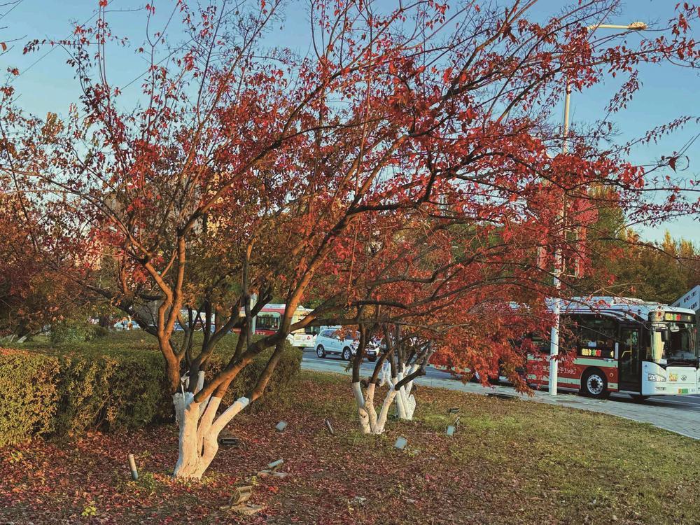 一丛丛一簇簇的金色、红色渲染着街路上的秋。 吉林日报记者 吴茗 摄