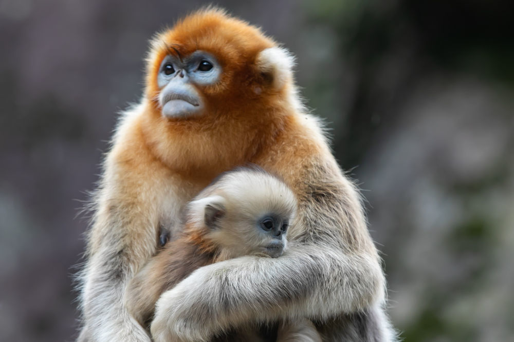 这是在大熊猫国家公园甘肃片区裕河园区内拍摄的川金丝猴(10月14日摄) 新华社记者 贾钊 摄