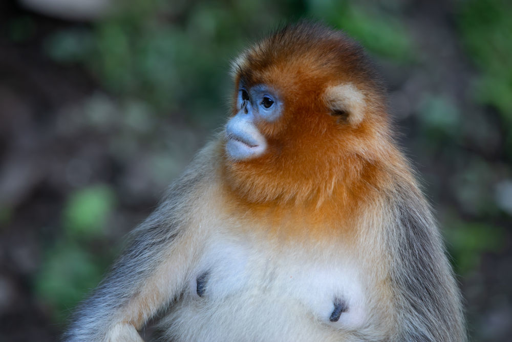 这是在大熊猫国家公园甘肃片区裕河园区内拍摄的一只雌性川金丝猴(10月14日摄) 新华社记者 郎兵兵 摄