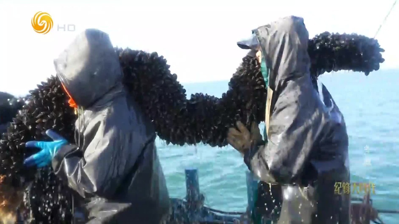 每年从这里出产的贻贝可达4亿斤，养殖大户拔锚出海，海的馈赠就在不远处