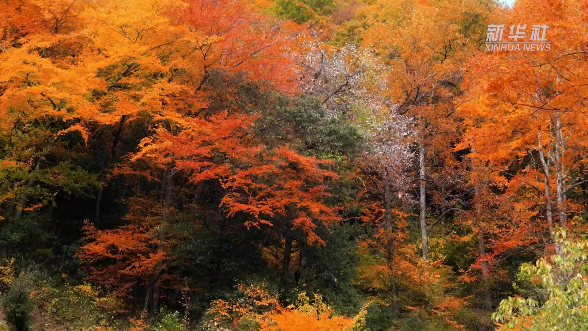 来这里赏秋！第二十一届四川光雾山国际红叶节开幕