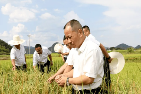 溆浦县委书记郑湘察看水稻长势、农田灌溉情况。