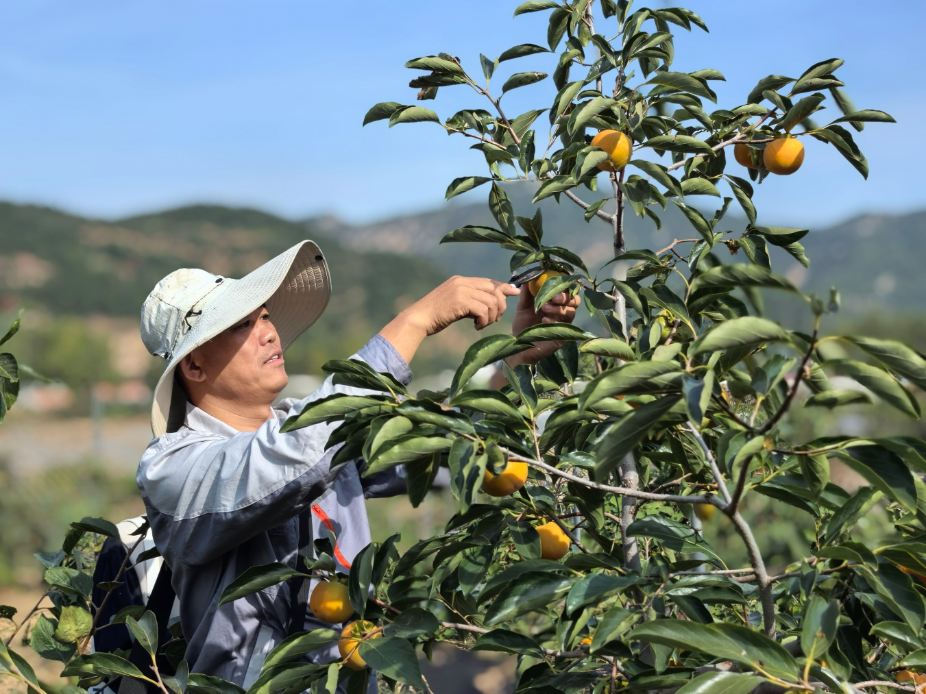 青岛市农科院甜柿新品种选育 助推我市果树产业更上一层楼