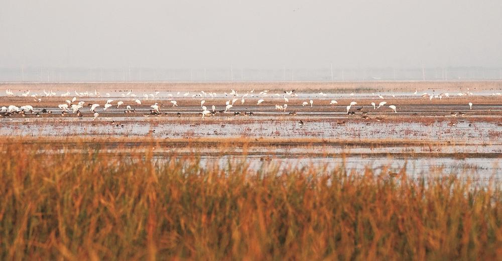 白鹤在湿地觅食。 潘晟昱 摄