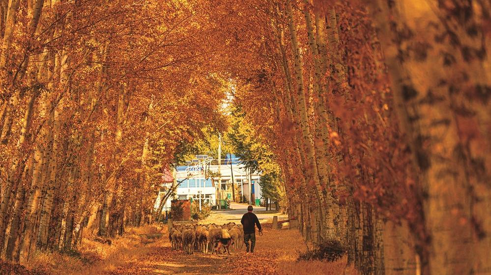 洮南市福顺乡幸福村黄金路。邱会宁 摄