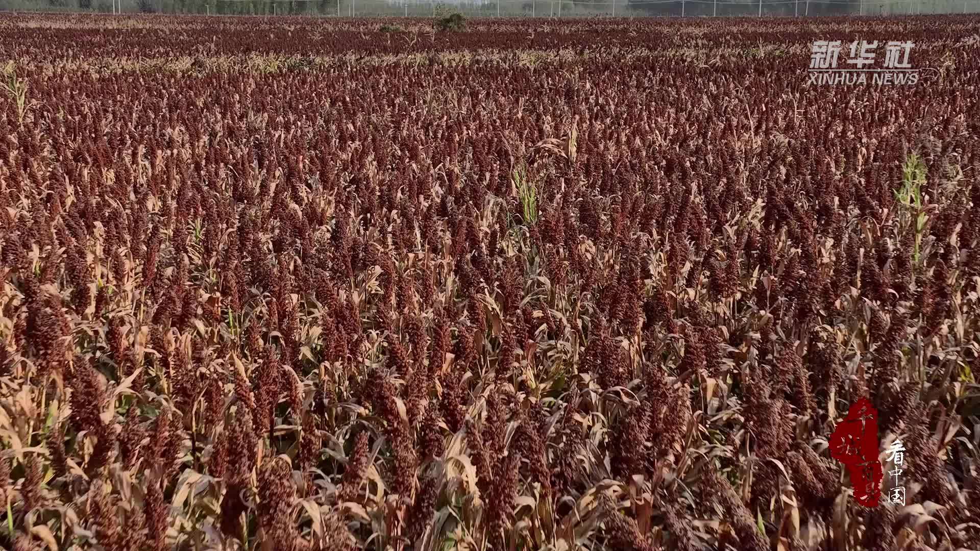 千城百县看中国｜河北：高粱红了