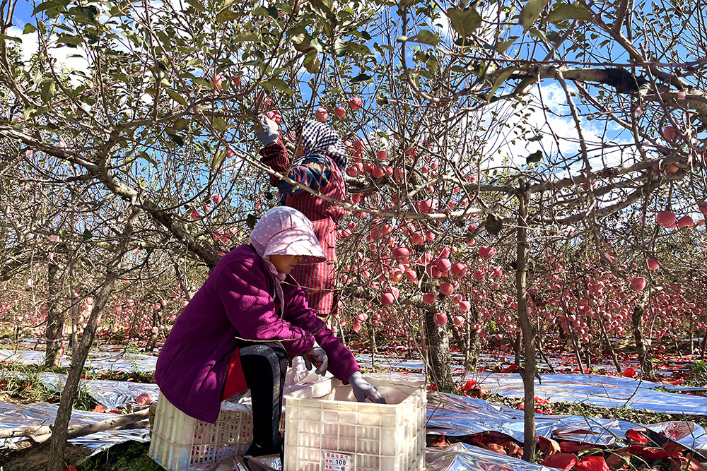 平度：第十四届青岛旧店苹果展示交易会暨第五届文化旅游节开幕