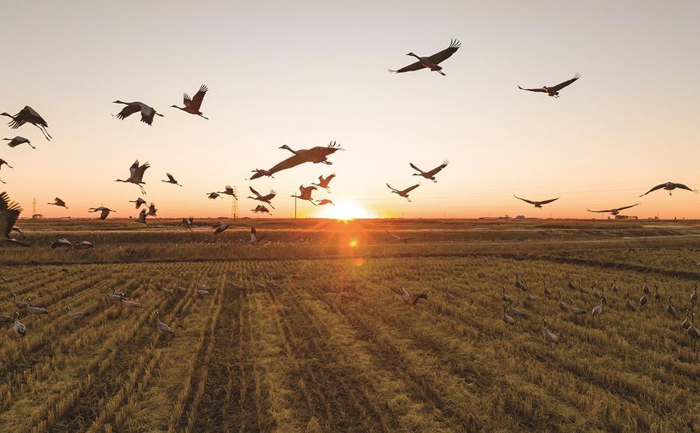 灰鹤。潘晟昱 摄