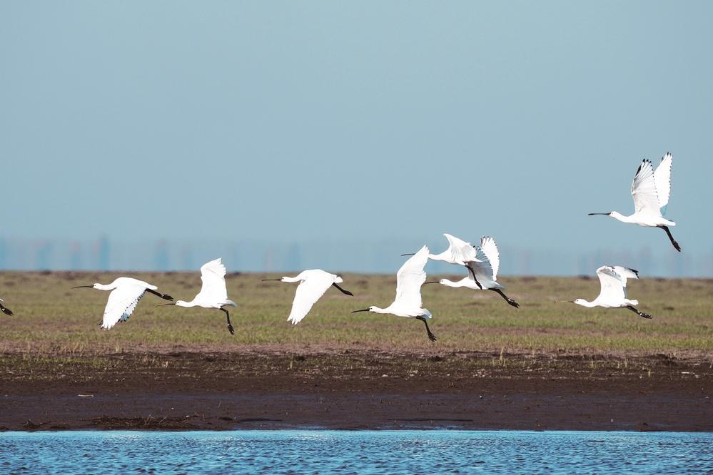 国家二级保护动物白琵鹭 。潘晟昱 摄