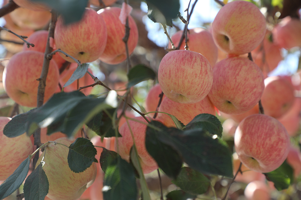 平度：第十四届青岛旧店苹果展示交易会暨第五届文化旅游节开幕