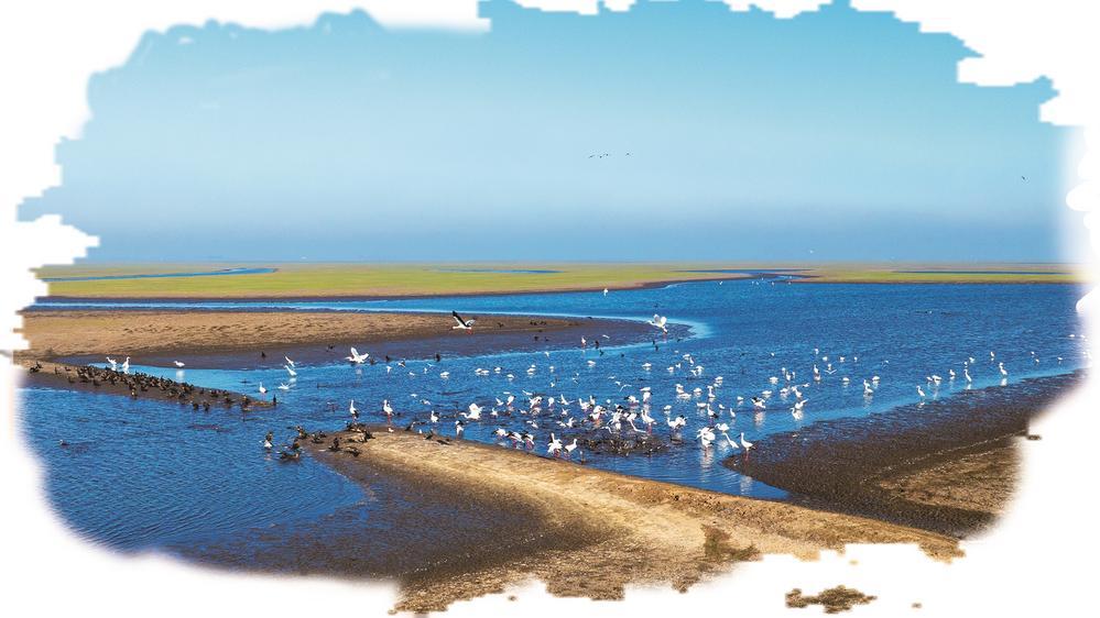 莫莫格湿地，东方白鹳、白琵鹭、大白鹭、鸬鹚、红嘴鸥等珍稀水鸟在集体觅食。潘晟昱 摄