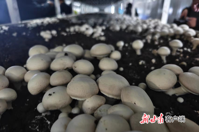 灵台津甘共建食用菌全产业链项目现场，白嫩嫩的双孢菇长势喜人。新甘肃&middot;甘肃日报记者　田丽媛　摄