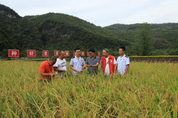 “苗妹香香”劳务品牌形象代言人尹叶华带领团队在基地现场查看水稻生长情况。本文图片均为重庆市人力社保局供图