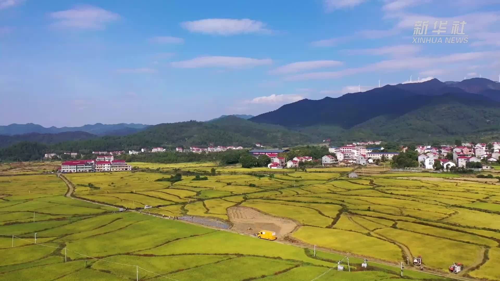 江西万安:探访田间好风景_凤凰网视频_凤凰网