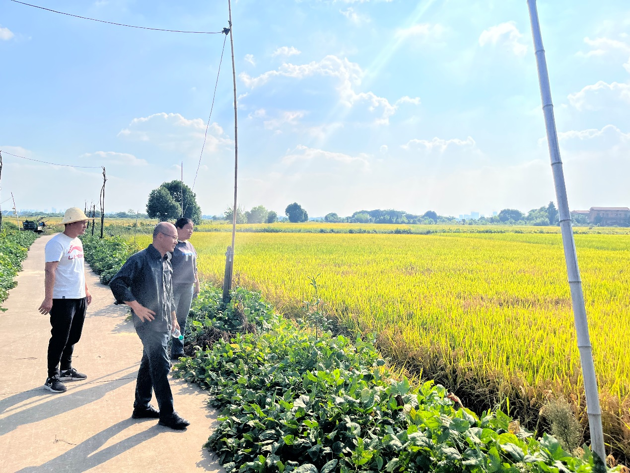 南昌县南新乡:积极推进冬种工作 提升农村经济效益