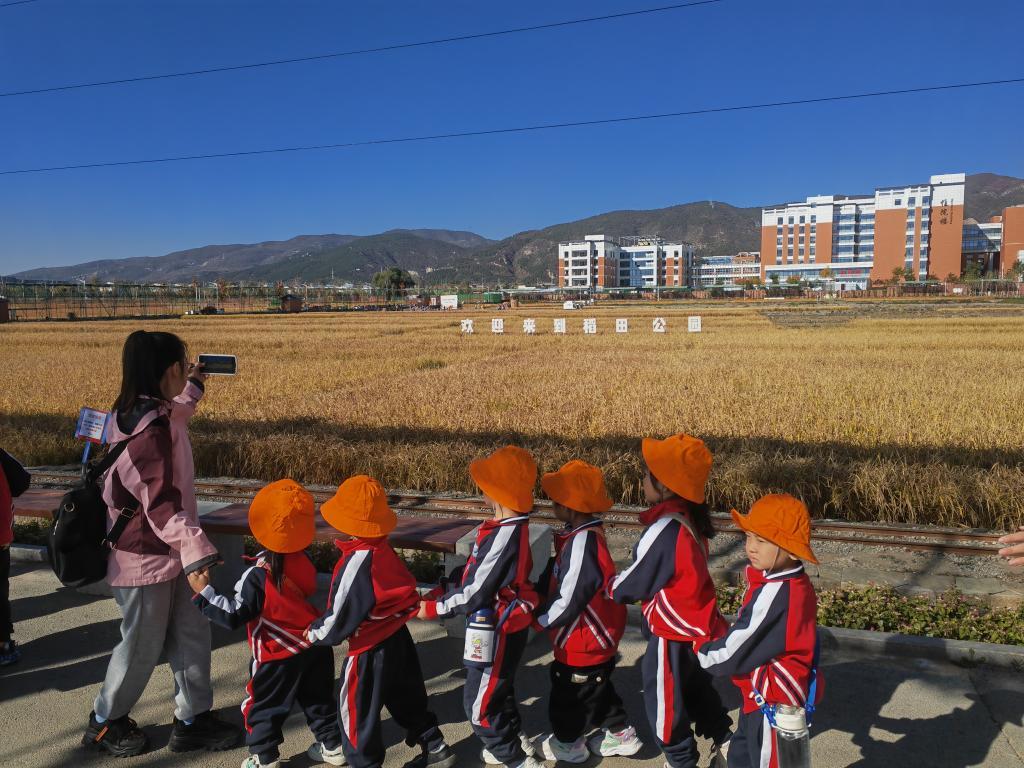 10月20日，幼儿园师生来稻田公园参观游玩。新华社记者 魏飚 摄