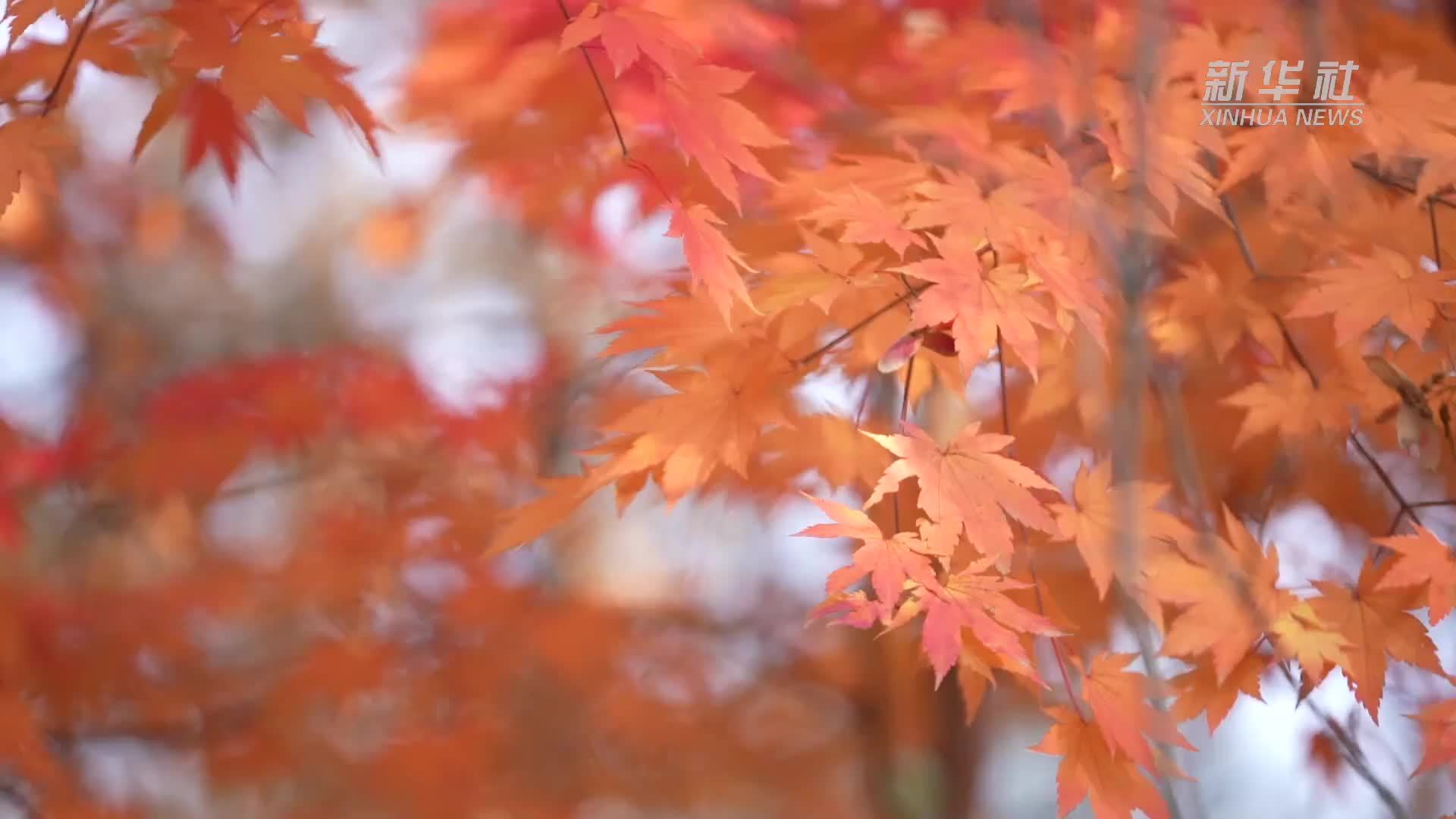 长春：保留落叶 让秋景融入城市