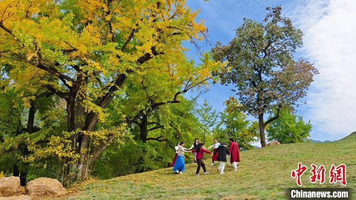 飞舞的叶子，遍地金黄，被银杏树环绕的田河村，铺就了一个美轮美奂的金秋。高琼 摄