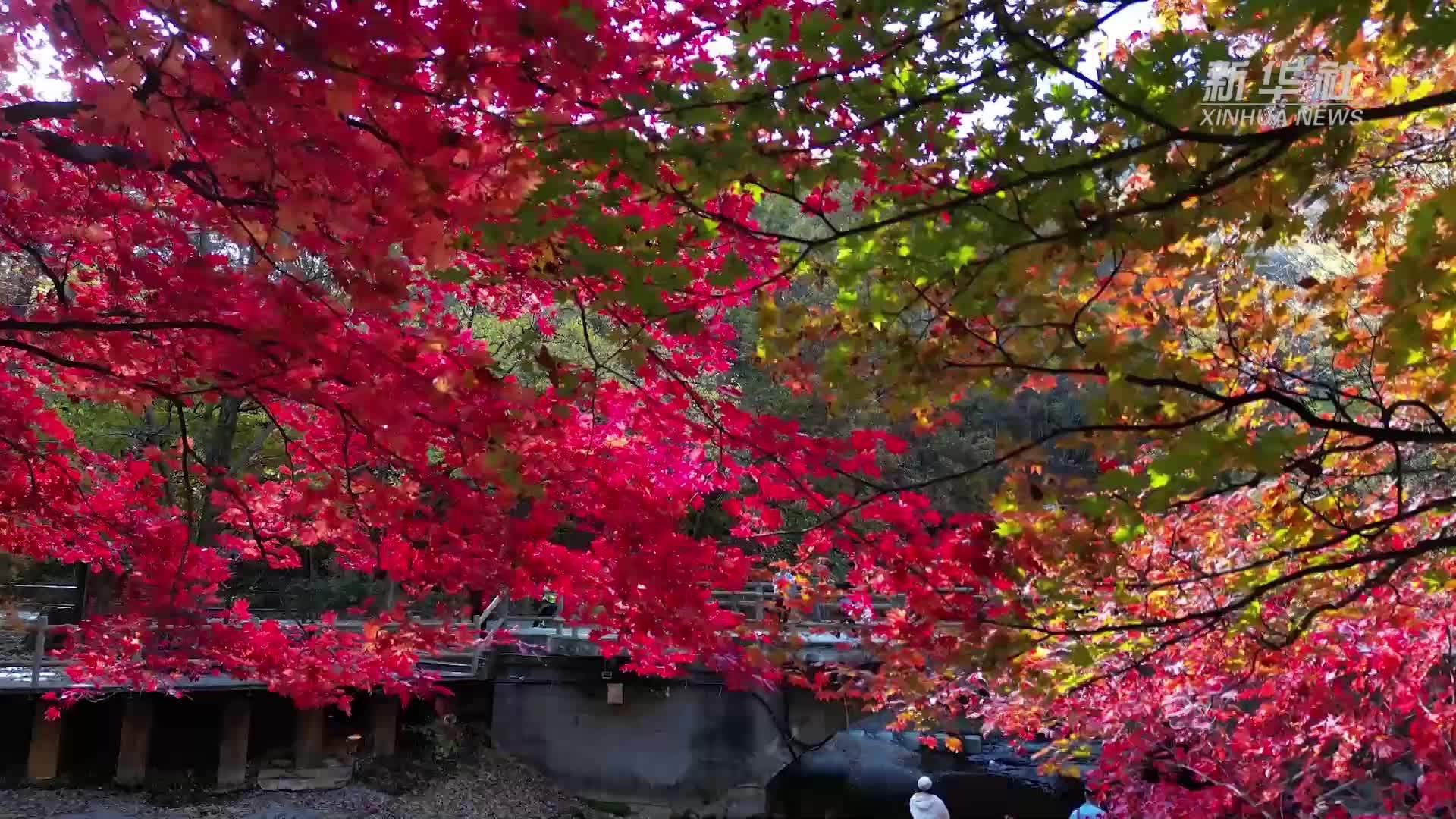 金秋美“枫”景 还看本溪关门山