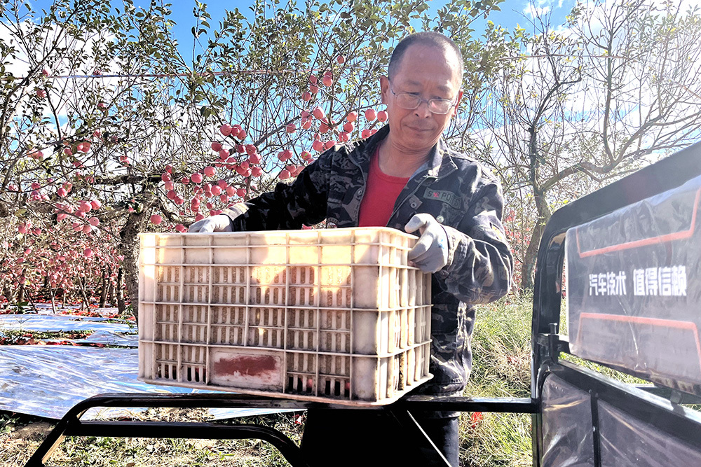 平度：第十四届青岛旧店苹果展示交易会暨第五届文化旅游节开幕