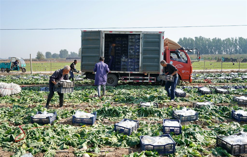 10月25日，辛集市辛集镇辛洲蔬菜种植基地的工人在搬运萝卜。该基地种植的萝卜按订单销往日本。新华社记者 牟宇 摄