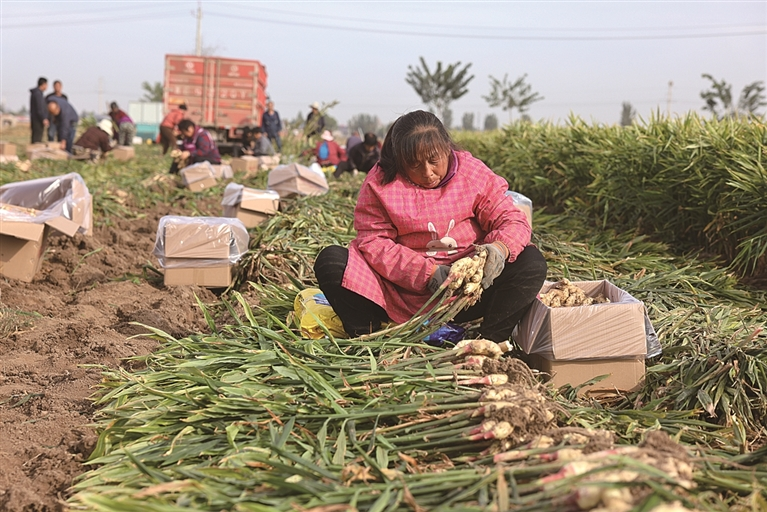邢台宁晋:拥“特”而富