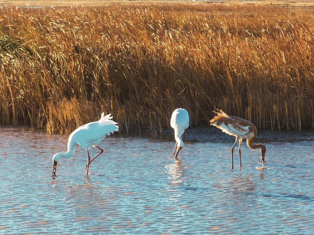 白鹤一家。 潘晟昱 摄