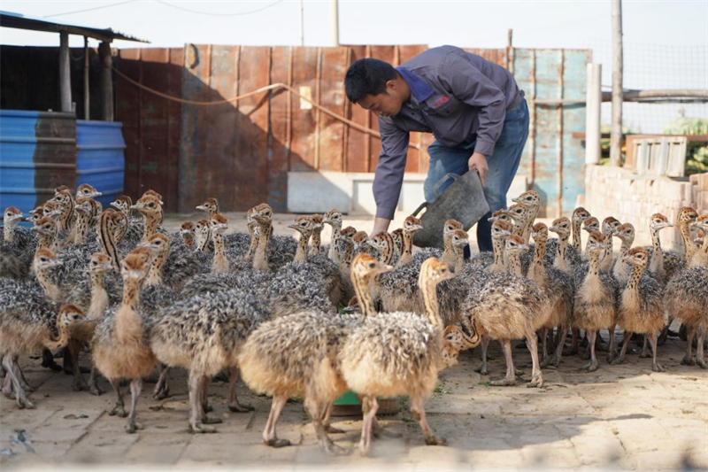 10月25日，辛集市小辛庄乡小辛庄村辛南鸵鸟养殖园的工人在给鸵鸟幼鸟喂食。新华社记者 牟宇 摄