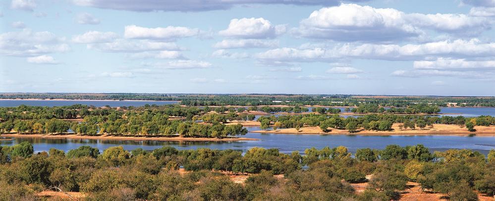 千姿百态蒙古黄榆。陈敬德 摄