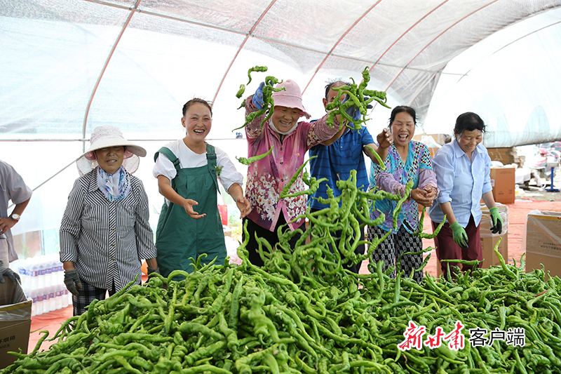 援建蔬菜大棚辣椒丰收