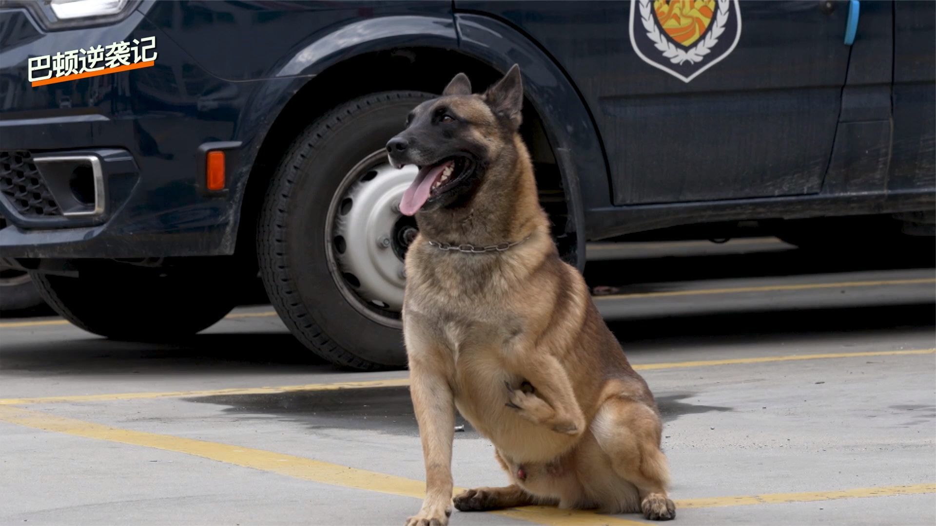 淅川的三条腿警犬图片