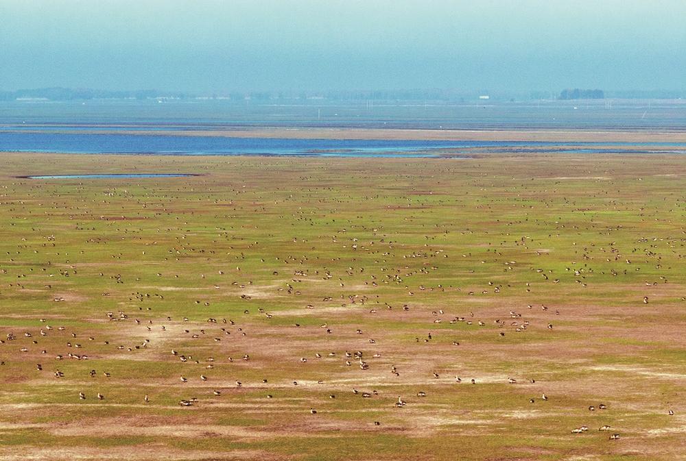 镇赉县嫩江湿地，数万只大雁“刷存在感”。潘晟昱 摄