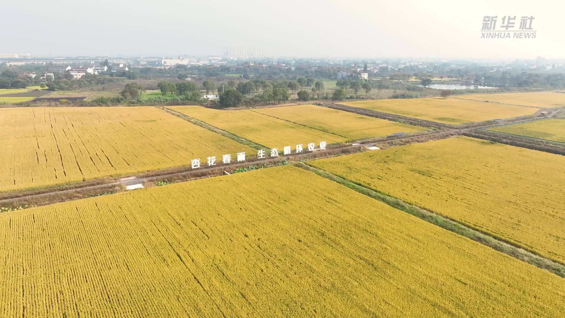 江苏常州：田间好“丰”景 水稻迎丰收