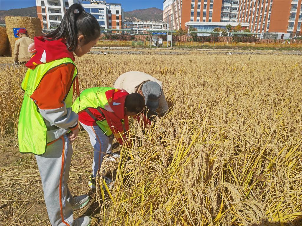 10月20日，小学生在工作人员的带领下体验收割水稻。新华社记者 魏飚 摄