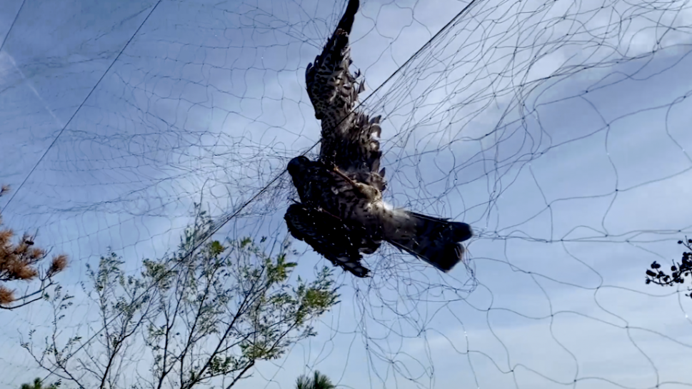 国家级自然保护区山上遍布捕鸟网，有鸟被捕后遭当场肢解