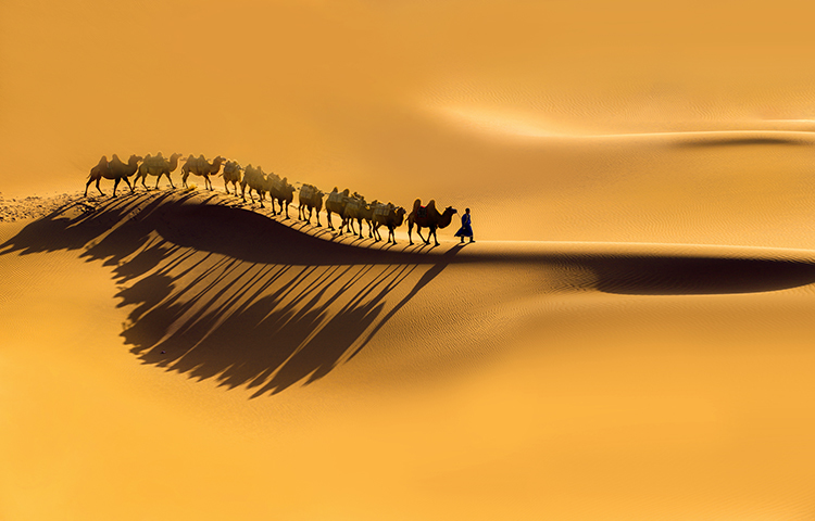 《大漠驼影》