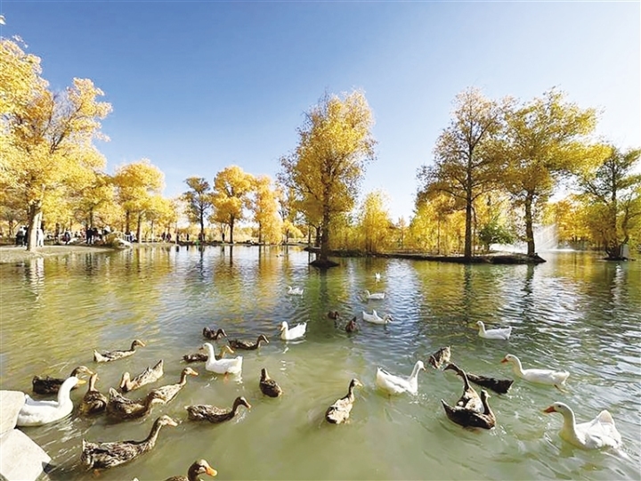 金波湖上的鸭群吸引着游客驻足观赏和拍照