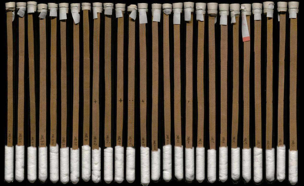 “王杖诏书令册”简（背面）