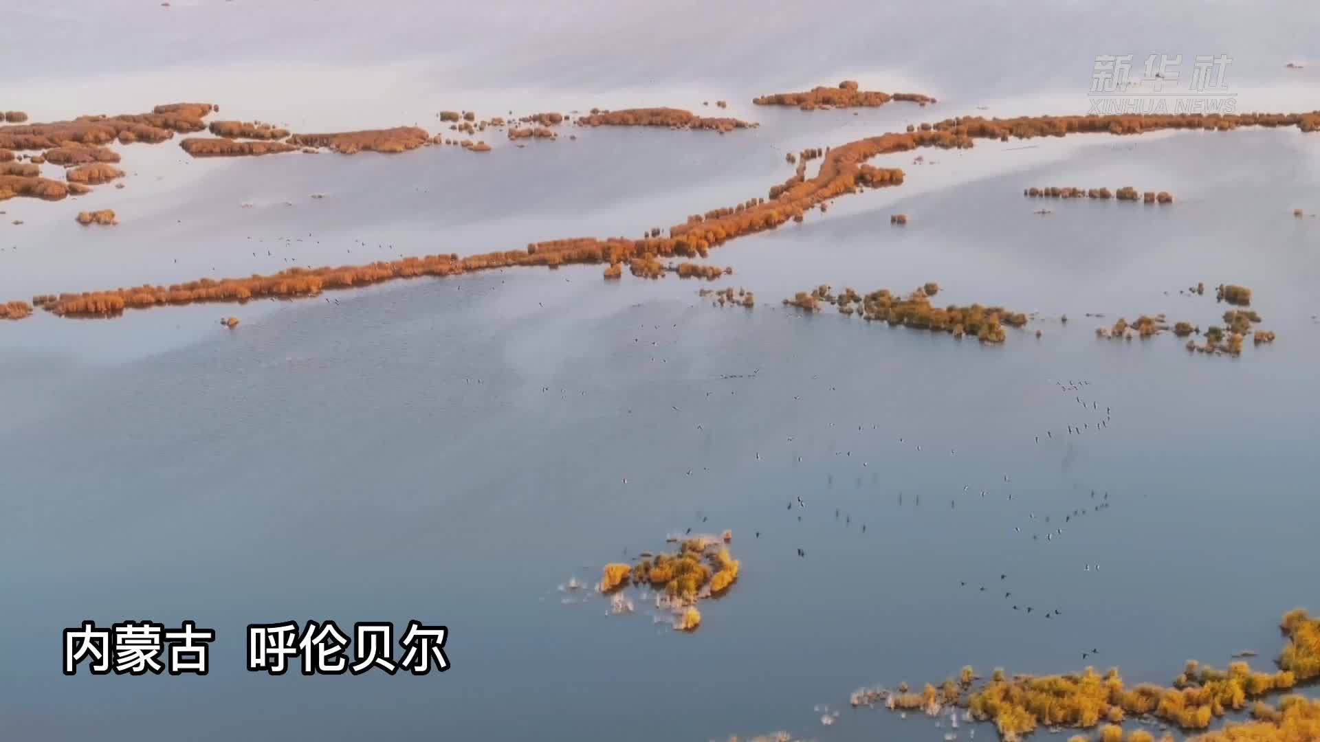 瞰中国｜内蒙古呼伦贝尔：秋色湿地 候鸟蹁跹