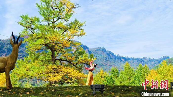 深秋时节，走进位于甘肃陇南市徽县嘉陵镇田河村，千年银杏树上的叶子已开始变黄，秋韵渐浓。高琼 摄