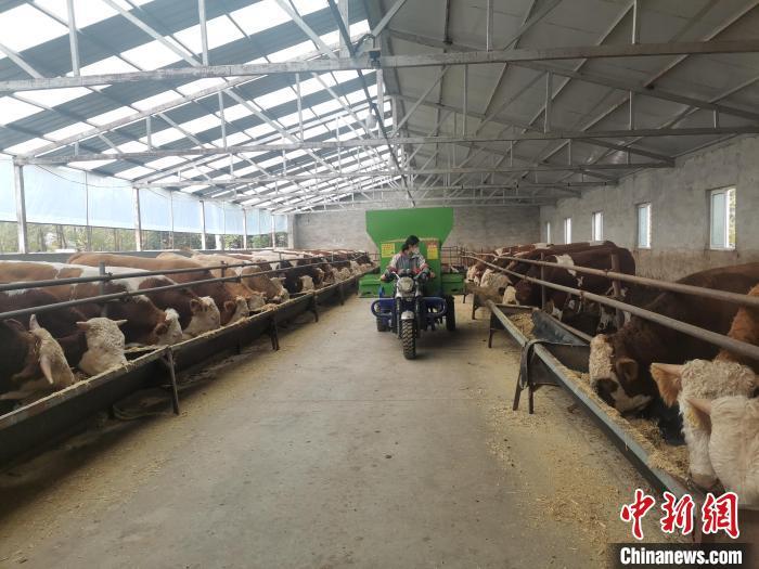 内蒙古90后小夫妻返乡创业巧念养牛经犇向致富路