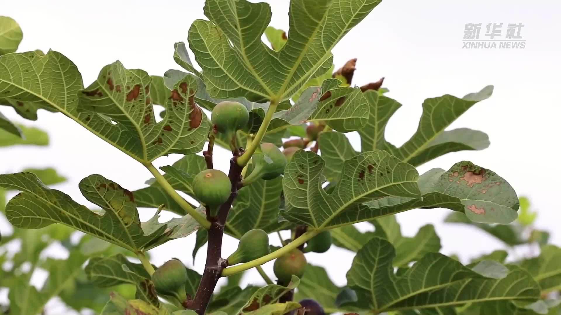 云南陆良：无花果成熟 点亮致富路