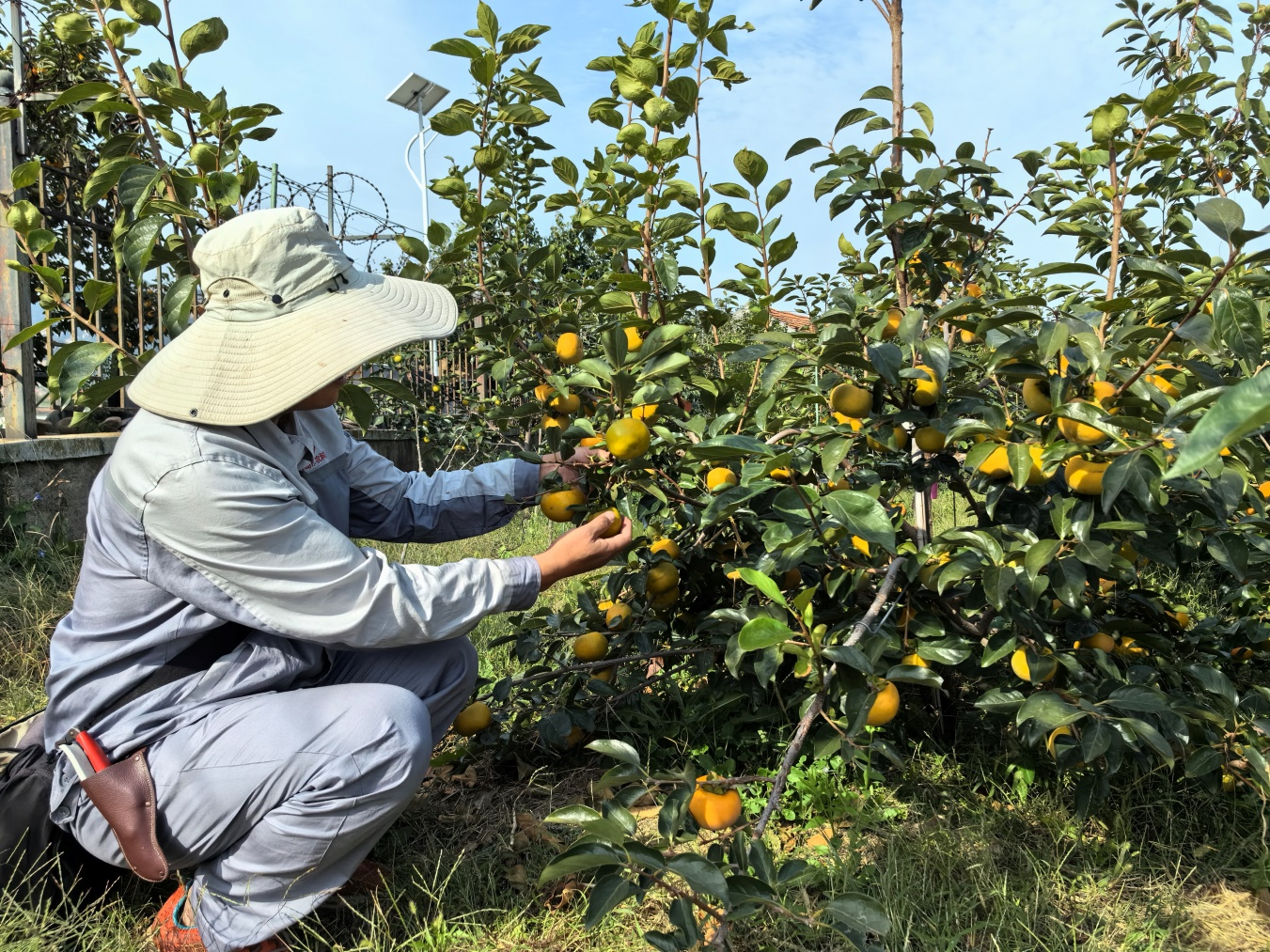青岛市农科院甜柿新品种选育 助推我市果树产业更上一层楼