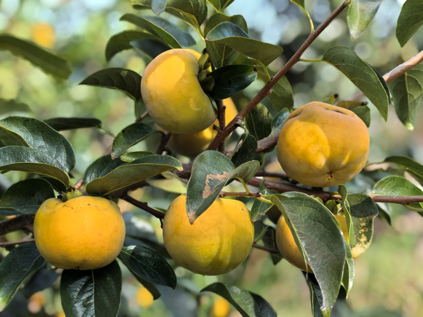 青岛市农科院甜柿新品种选育 助推我市果树产业更上一层楼