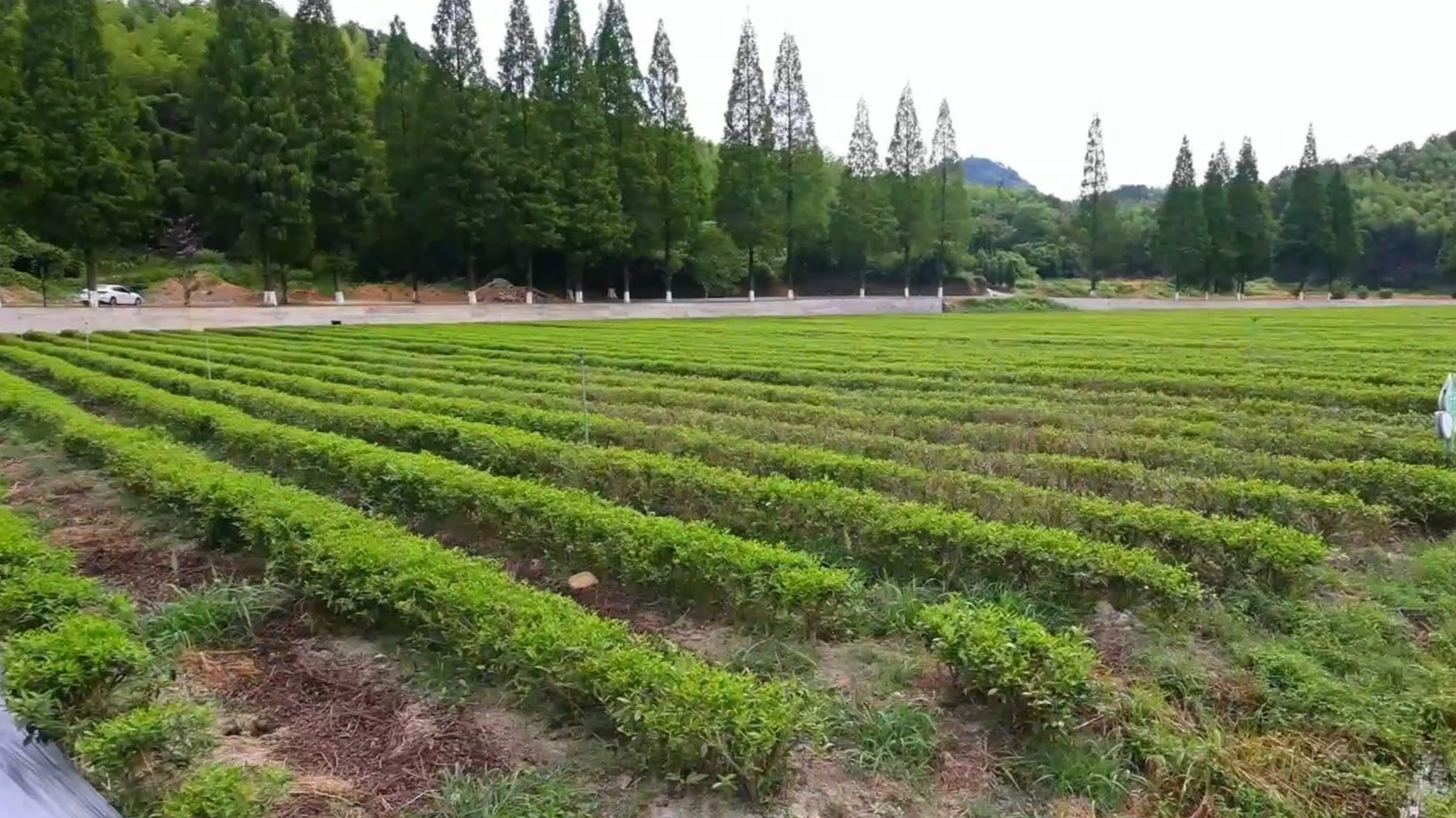 八八战略实施20周年·山海协作宁波实践篇（7）|“海”开新局 谋“山”新篇 甬衢两地共同绘就乡村“富民图”